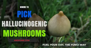 Trippy Mushroom Hunting: Best Picking Spots
