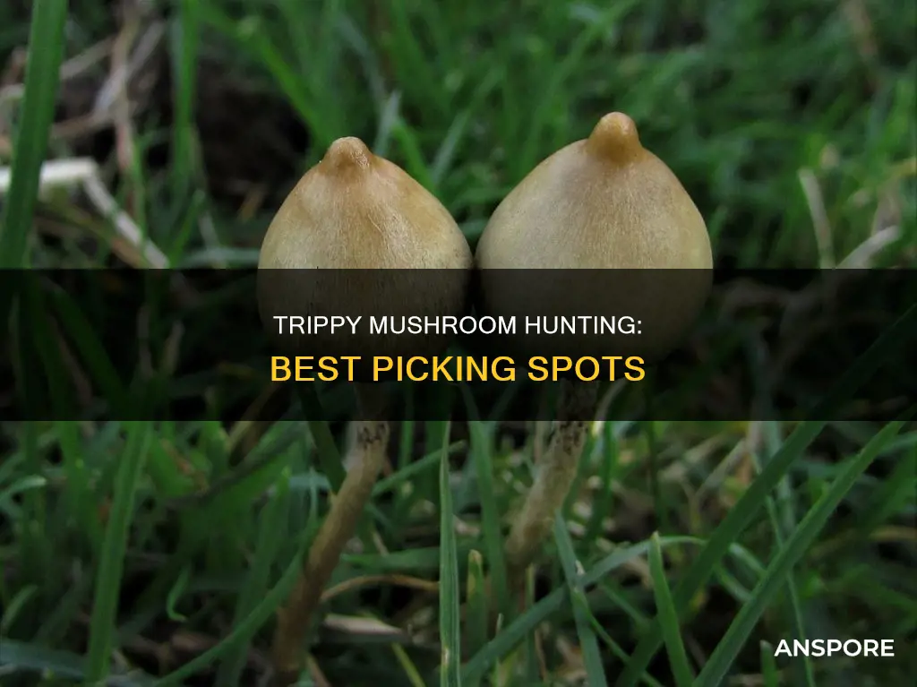 where to pick hallucinogenic mushrooms