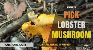 Best Places to Pick Lobster Mushrooms