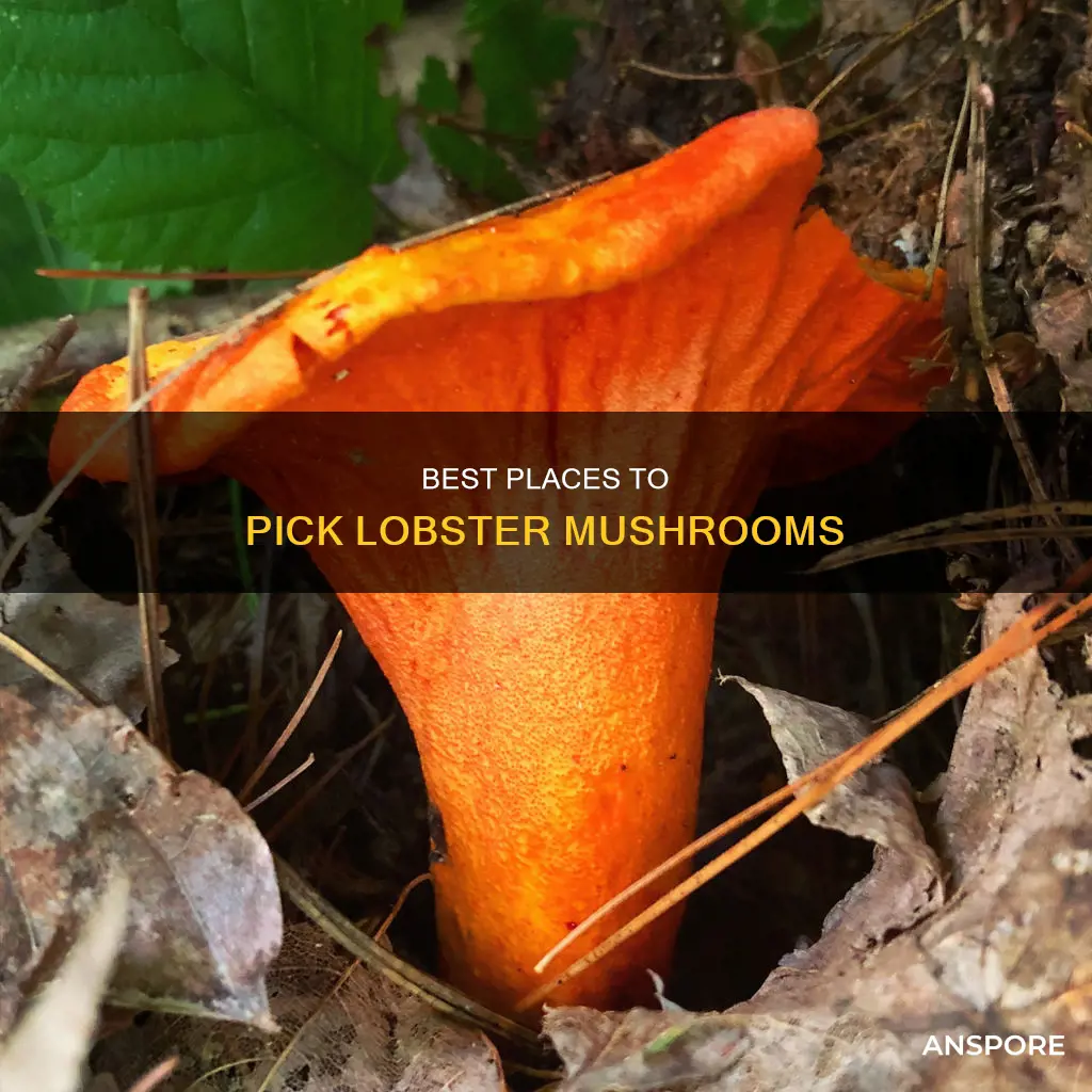 where to pick lobster mushrooms