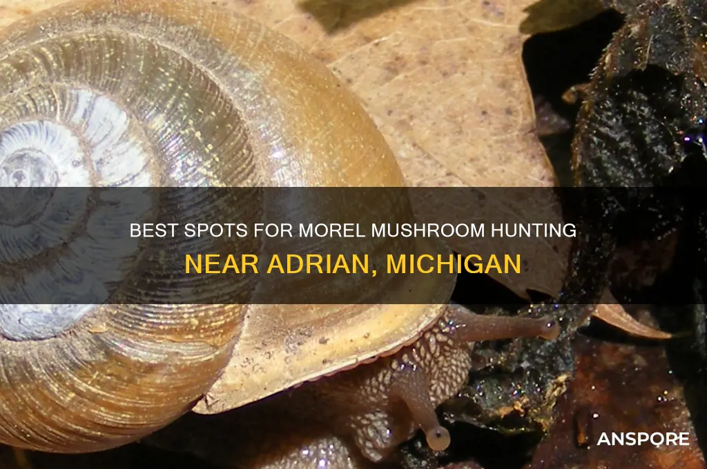 where to pick morel mushrooms adrian mi