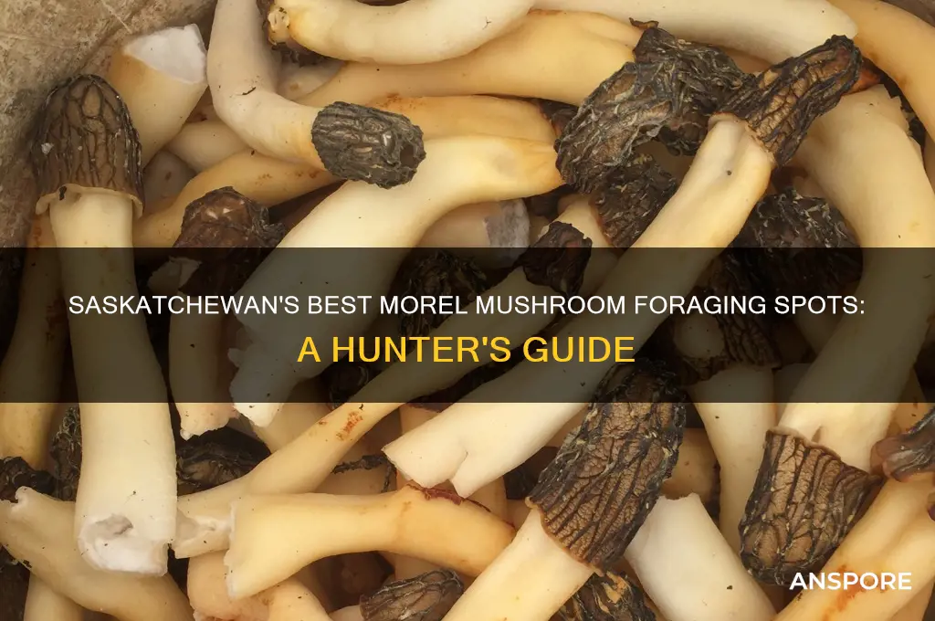 where to pick morel mushrooms in saskatchewan