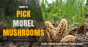 Best Spots to Find Morel Mushrooms: A Forager's Guide