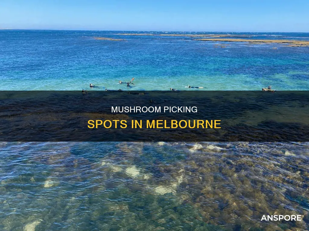where to pick mushrooms melbourne