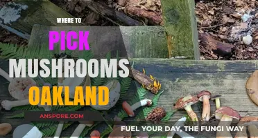 Best Oakland Spots to Pick Mushrooms