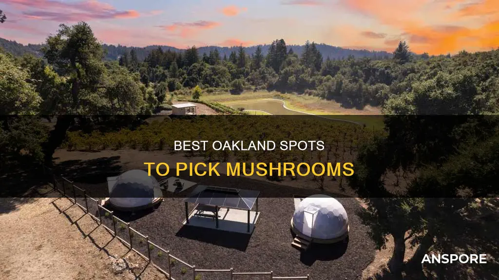 where to pick mushrooms oakland