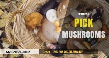 Mushroom Picking: Best Forest Spots
