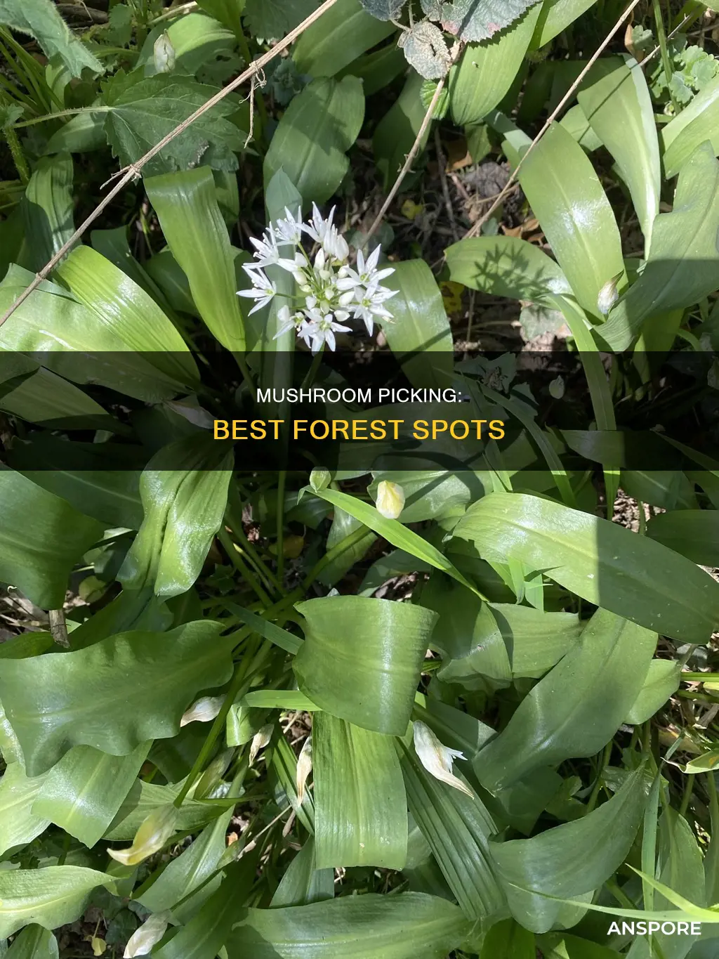 where to pick mushrooms