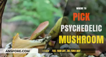 Psychedelic Mushroom Hunting: Best Foraging Spots