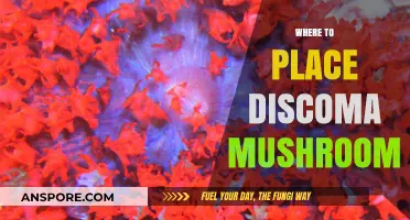 The Best Places to Grow Dictyophora Mushrooms