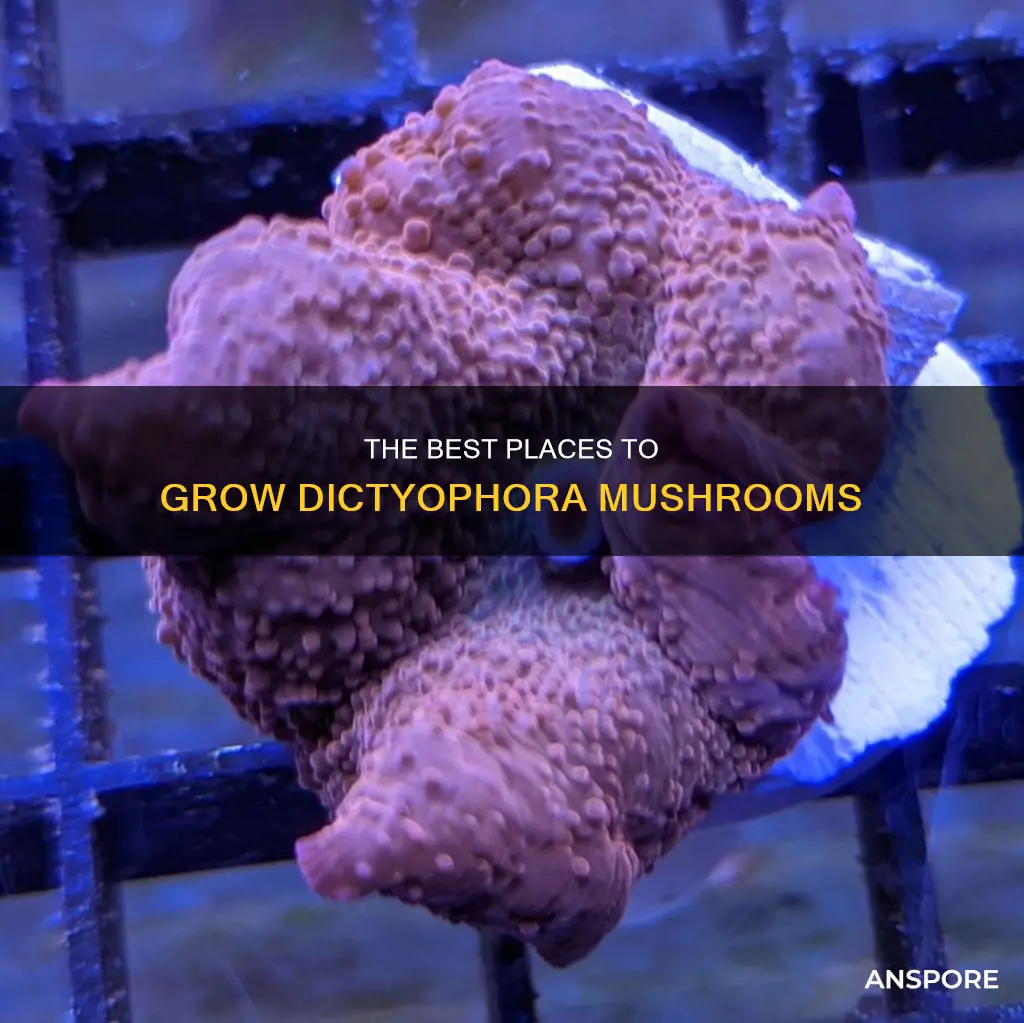 where to place discoma mushroom