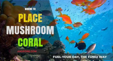 Positioning Mushroom Corals: The Best Places in Your Aquarium