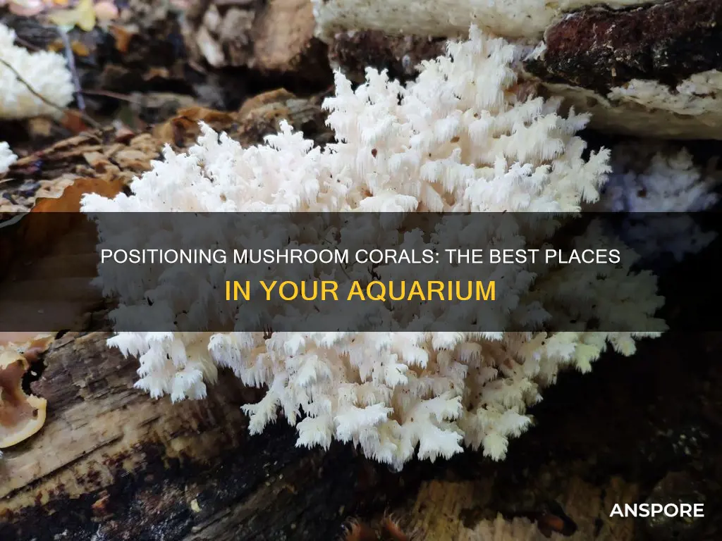 where to place mushroom coral