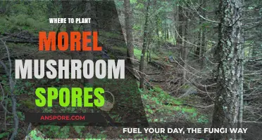 Best Spots to Plant Morel Mushroom Spores for a Bountiful Harvest