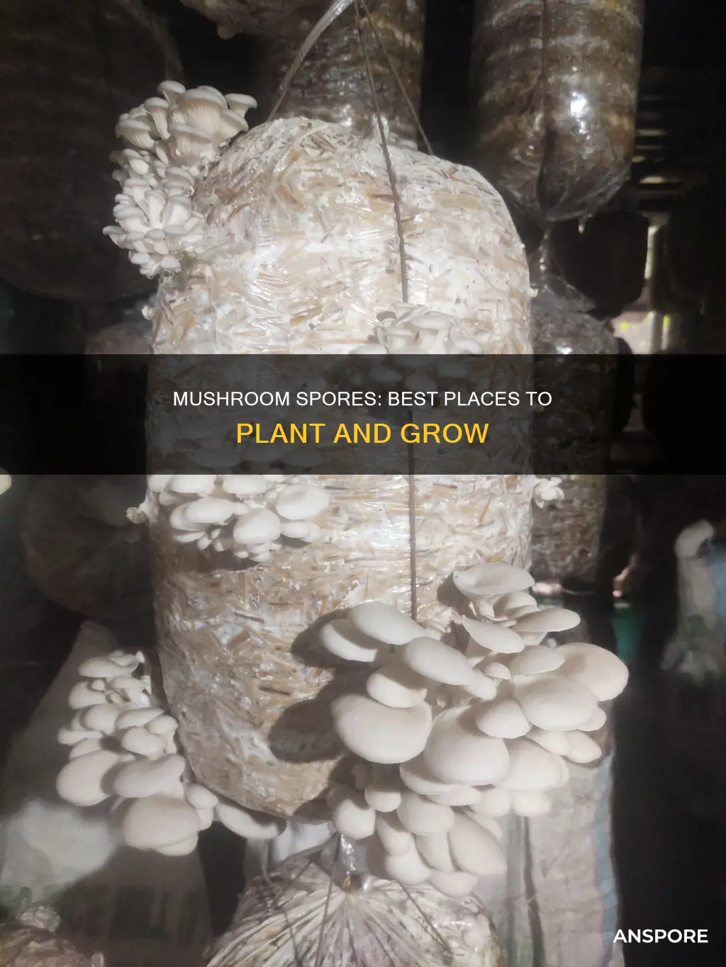 where to plant mushroom spores