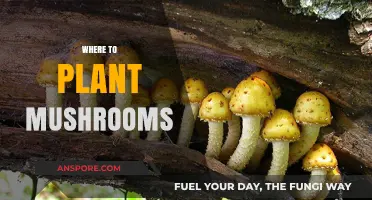 Mushroom Cultivation: Best Places to Grow Them