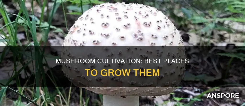 where to plant mushrooms