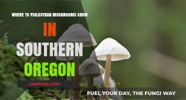 Discovering Psilocybin Mushrooms: Southern Oregon's Hidden Growth Spots
