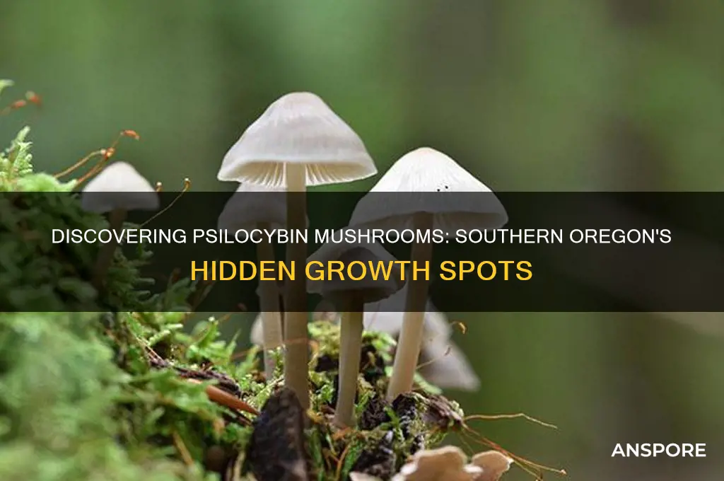 where to psilosyban mushrooms grow in southern oregon