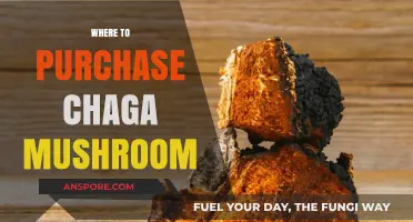 Best Places to Purchase Chaga Mushrooms