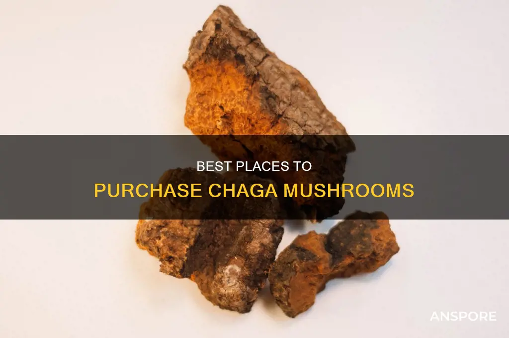 where to purchase chaga mushroom