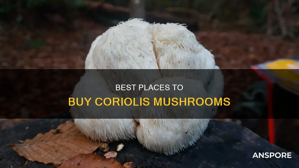 where to purchase coriolis mushrooms