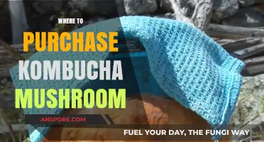 Best Places to Buy Kombucha Mushrooms