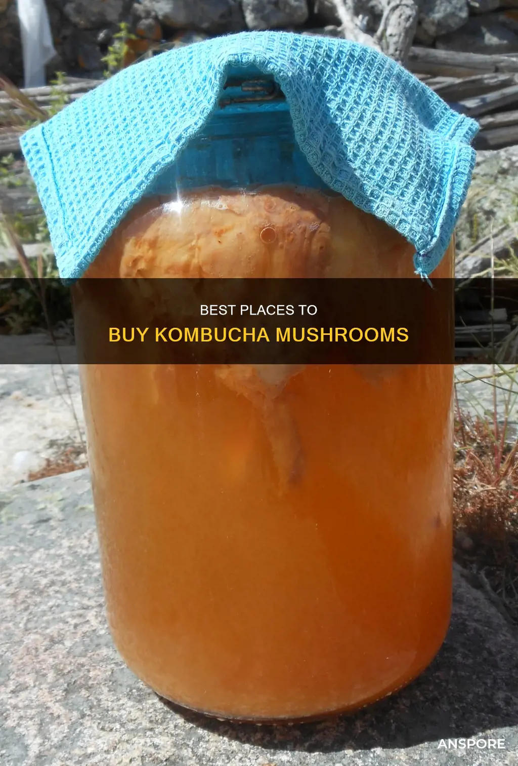 where to purchase kombucha mushroom