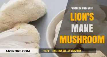 Best Places to Buy Lion's Mane Mushrooms: A Comprehensive Guide