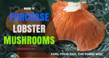 Best Places to Buy Lobster Mushrooms