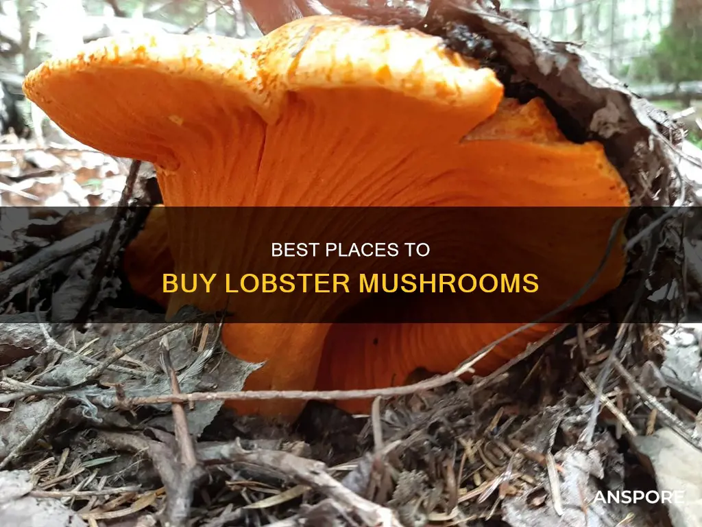 where to purchase lobster mushrooms
