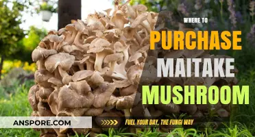 Best Places to Buy Maitake Mushrooms