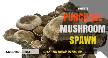 Best Places to Buy Mushroom Spawn