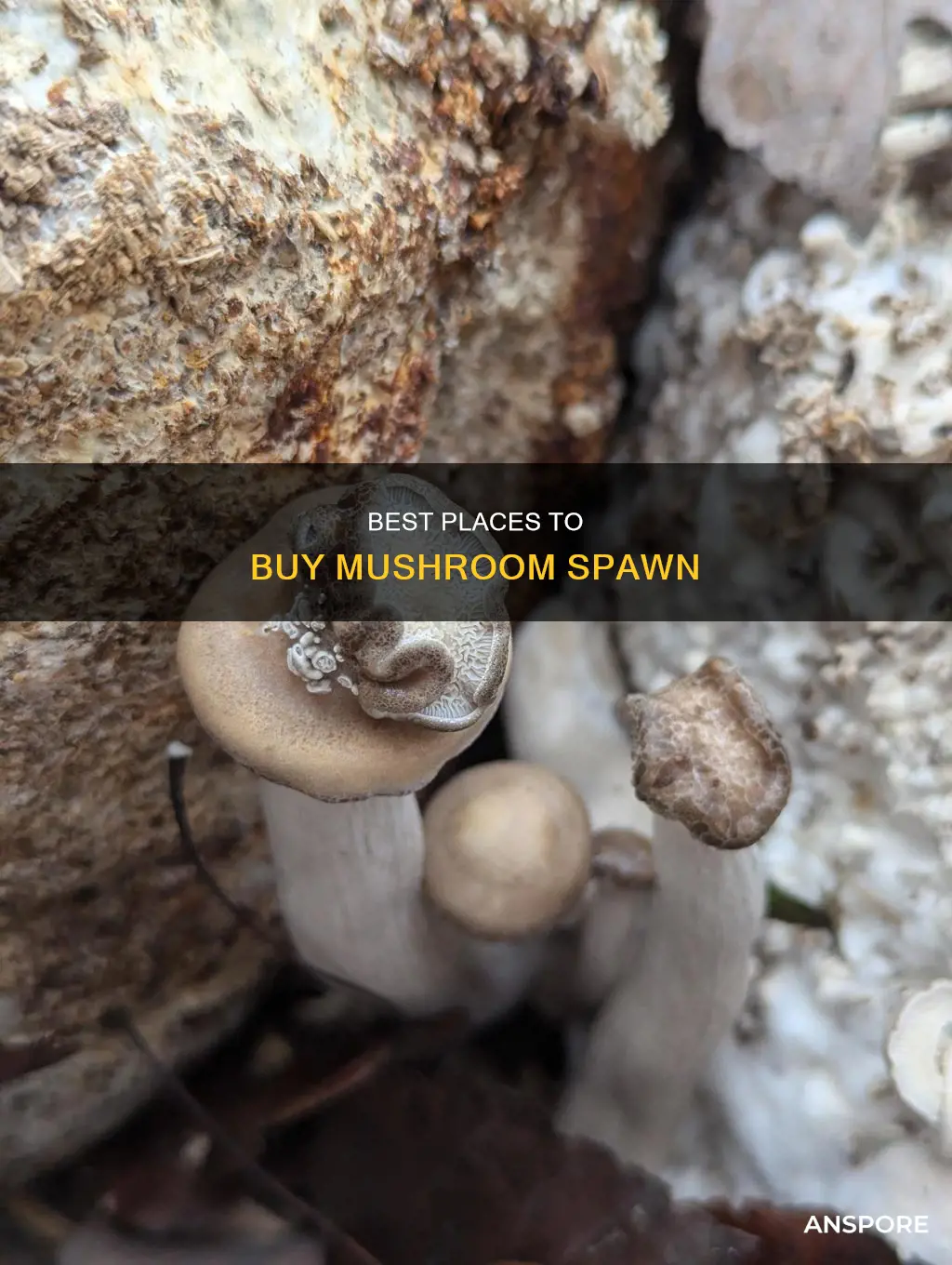 where to purchase mushroom spawn