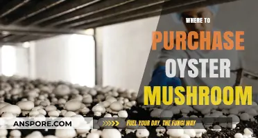 Best Places to Buy Oyster Mushrooms