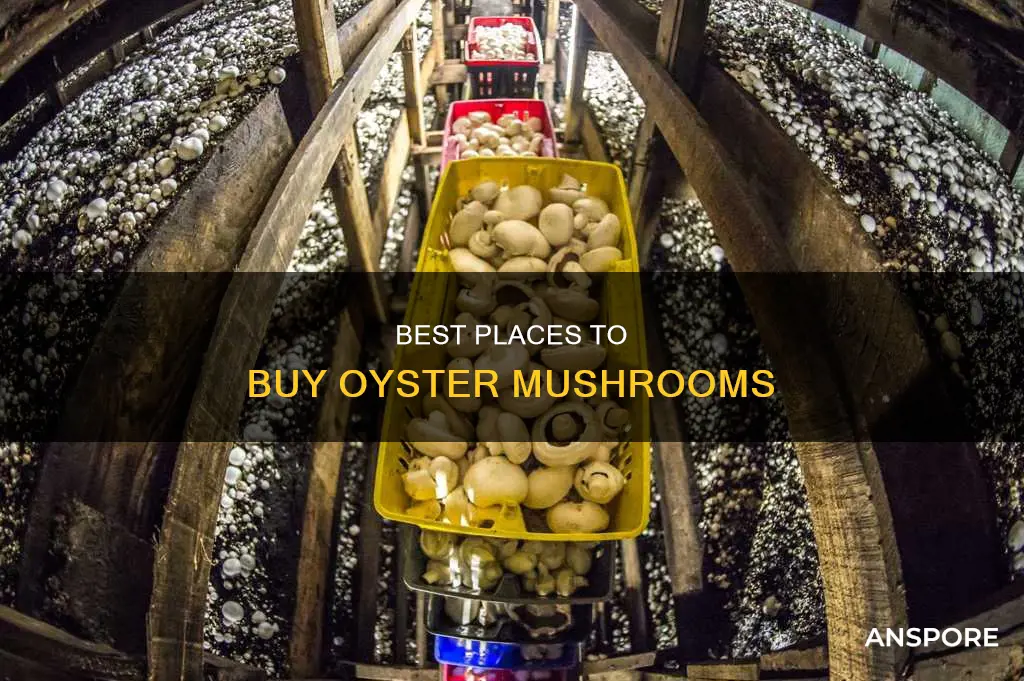 where to purchase oyster mushrooms