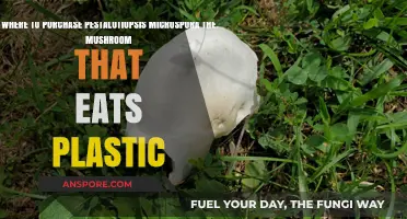 Where to Buy Pestalotiopsis Microspora: The Plastic-Eating Mushroom