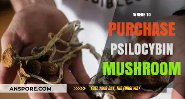 The Ultimate Guide to Buying Magic Mushrooms