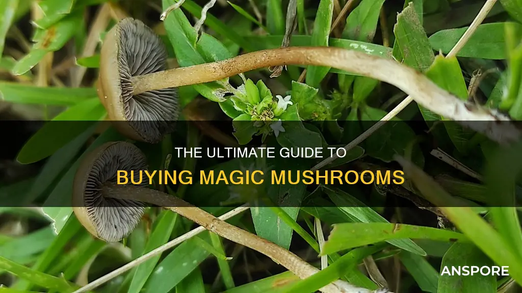 where to purchase psilocybin mushrooms