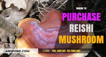 Best Places to Buy Reishi Mushrooms
