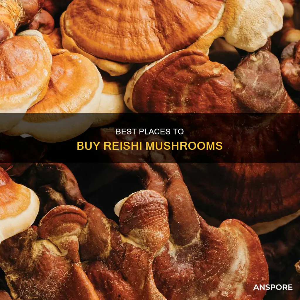 where to purchase reishi mushrooms