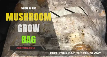 Optimal Placement Tips for Your Mushroom Grow Bag Success