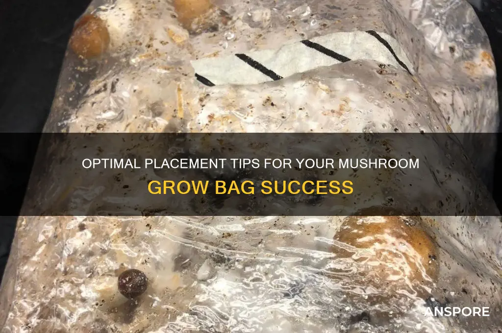 where to put mushroom grow bag
