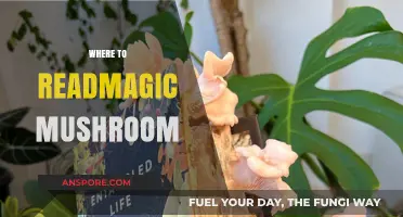 Exploring Magic Mushrooms: Where to Start?