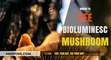 Bioluminescent Mushrooms: Where to See Them in the Wild