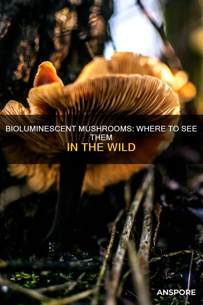 where to see bioluminescent mushrooms