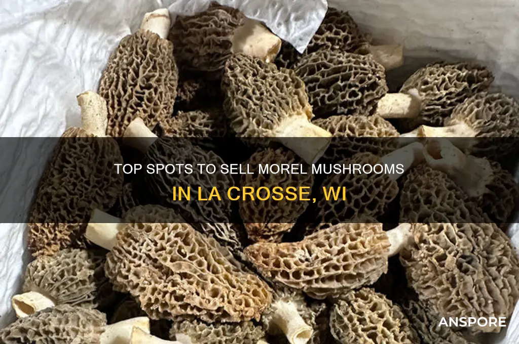 where to sel morel mushrooms in la crosse wi