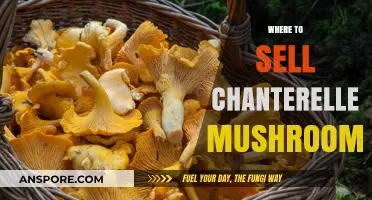 Best Places to Sell Chanterelle Mushrooms
