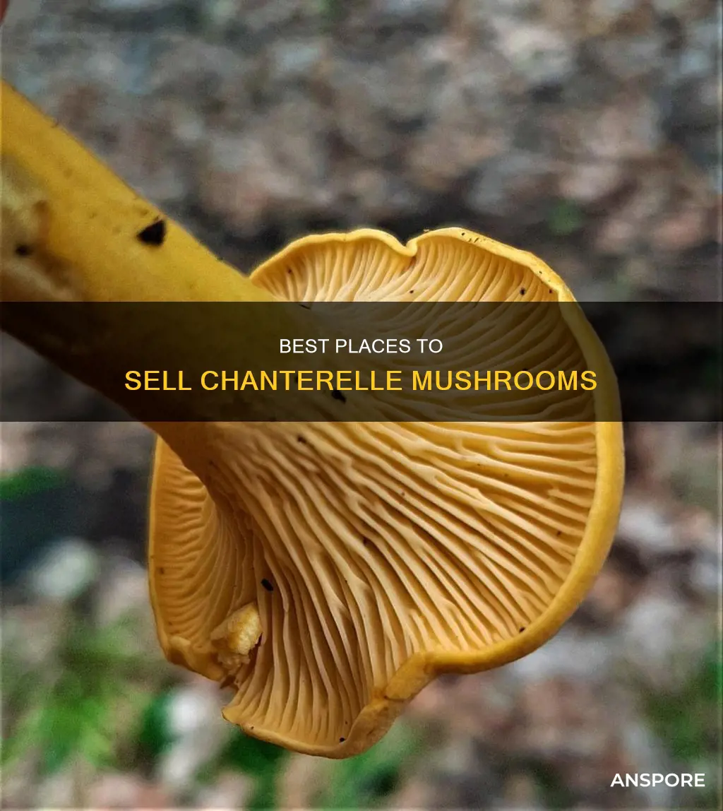 where to sell chanterelle mushrooms