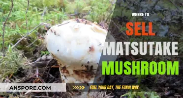 Best Places to Sell Matsutake Mushrooms
